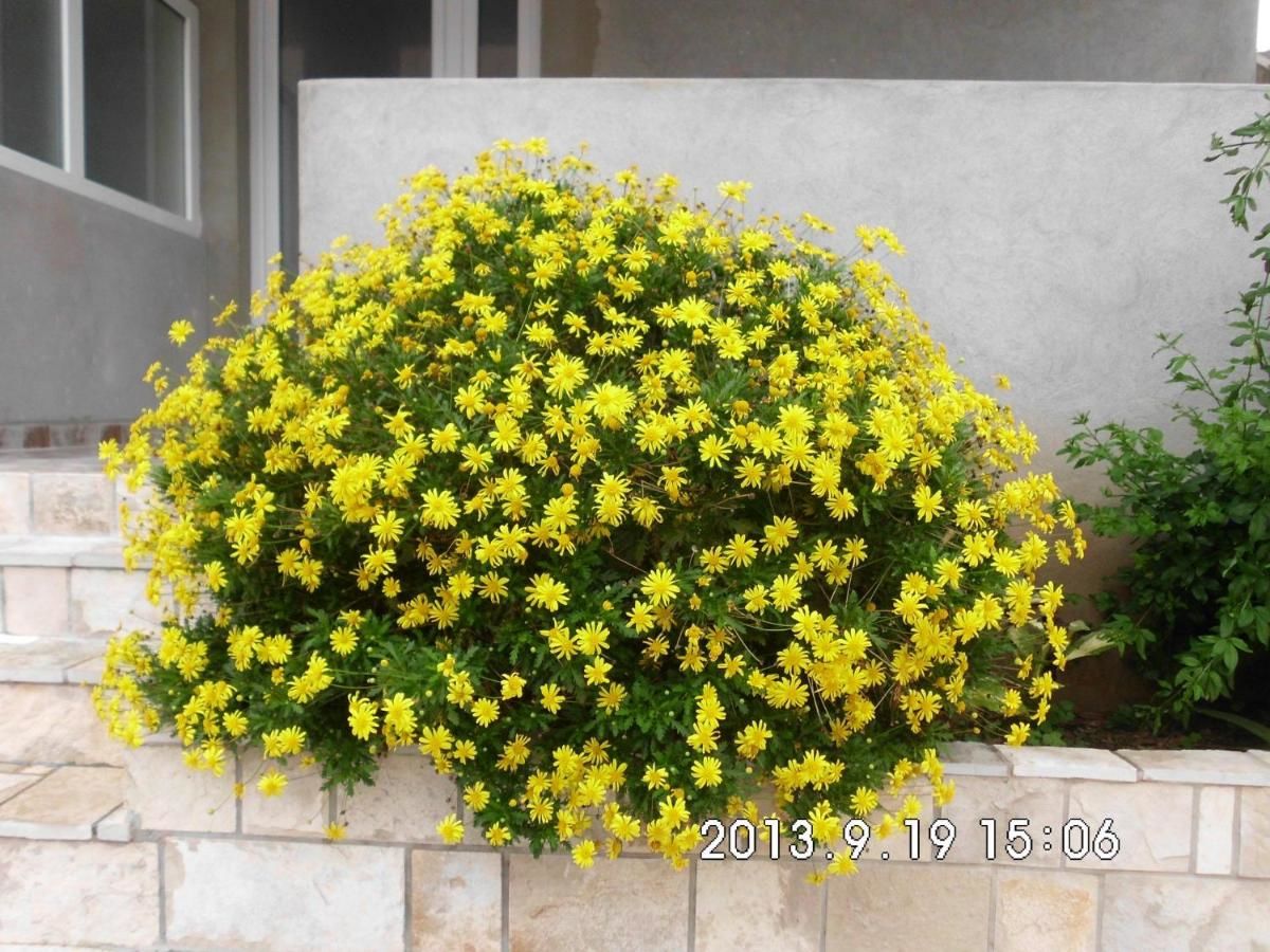 Апартаменты Apartments Samardžić Тиват-28